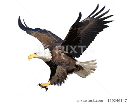 Majestic Bald Eagle Flying High in the Clear Sky with Powerful Wings Spread Wide Majestic Bald Eagle Flying High in the Clear Sky with Powerful Wings Spread Wide 129246147