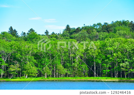 Primeval forest along Lake Akan Primeval forest along Lake Akan 129246416