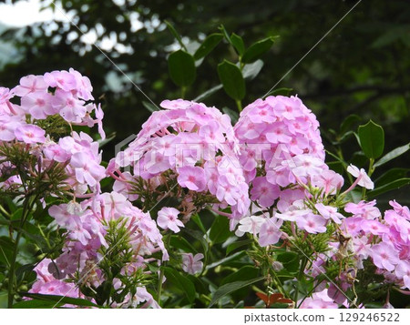 Oiransou (Oiranso) that blooms in summer Oiransou (Oiranso) that blooms in summer 129246522