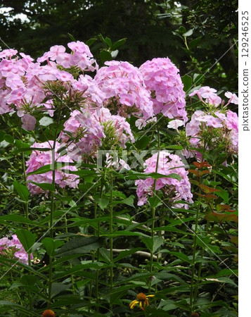 夏季盛開的花魁（Oiranso） 129246525