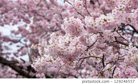 宮城縣仙台市北仙台站前的梅田川沿岸的櫻花 129246557