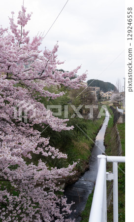 Cherry blossoms along the Umeda River in front of Kitasendai Station in Sendai City, Miyagi Prefecture 129246558