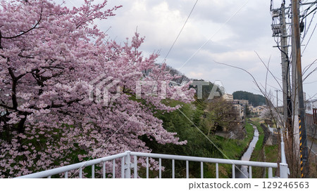 Cherry blossoms along the Umeda River in front of Kitasendai Station in Sendai City, Miyagi Prefecture Cherry blossoms along the Umeda River in front of Kitasendai Station in Sendai City, Miyagi Prefecture 129246563