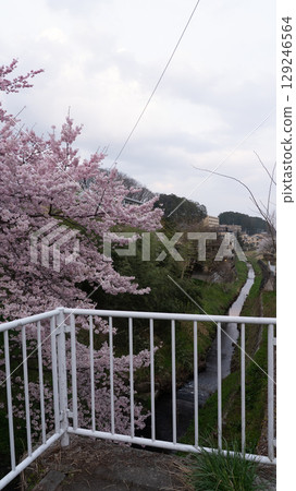 Cherry blossoms along the Umeda River in front of Kitasendai Station in Sendai City, Miyagi Prefecture 129246564