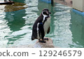 Penguin 129246579