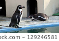 Penguin 129246581
