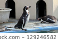 Penguin 129246582