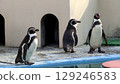 Penguin 129246583