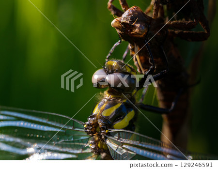 Oniyamama出現後不久 129246591