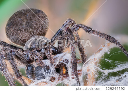 Orb spider preying on mud wasps Orb spider preying on mud wasps 129246592