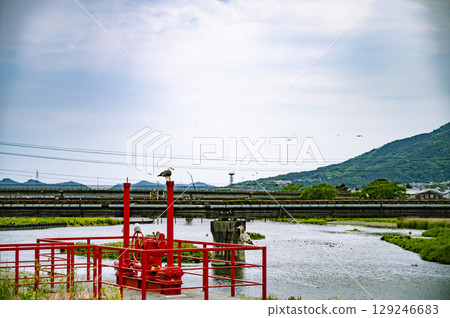 A red sluice valve and birds perched on the riverbank in early summer 129246683