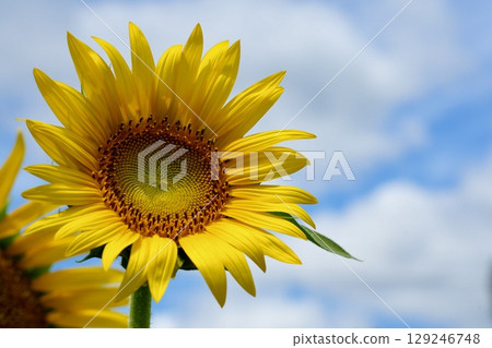 Bright and beautiful sunflowers blooming in the blue sky and white clouds 129246748