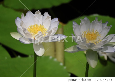 池塘的特寫,池塘裡盛開著綠葉和白色花瓣的睡蓮 池塘的特寫,池塘裡盛開著綠葉和白色花瓣的睡蓮 129246773