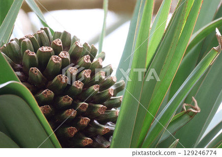 綠葉間野牡丹果實的特寫 綠葉間野牡丹果實的特寫 129246774