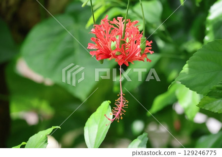 紅色花瓣的維羅妮卡花的特寫 紅色花瓣的維羅妮卡花的特寫 129246775