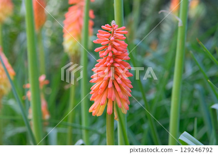 Blooming flower. Kniphofia uvaria is grown as garden plants. Cottage garden. Floral decoration. Sunny day. 129246792
