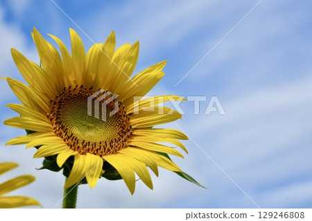 Bright and beautiful sunflowers blooming in the blue sky and white clouds Bright and beautiful sunflowers blooming in the blue sky and white clouds 129246808