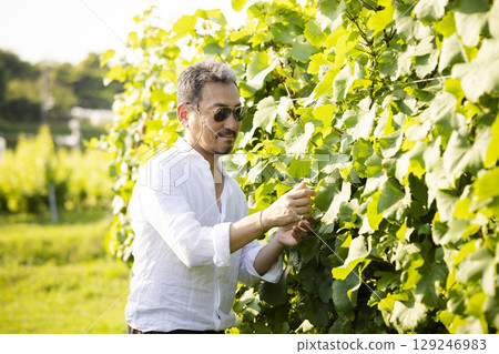 Man walking in vineyard Man walking in vineyard 129246983