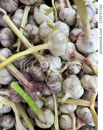 lots of garlic for cooking as background lots of garlic for cooking as background 129247102