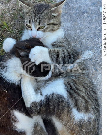 cats hugging playing together nice cats hugging playing together nice 129247106