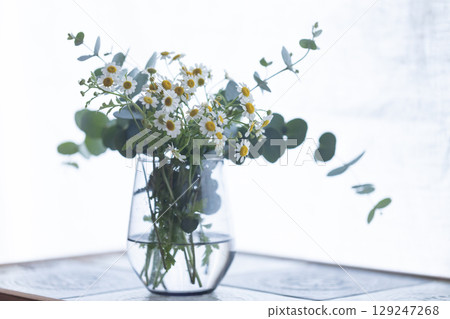 母菊和尤加利 母菊和尤加利 129247268