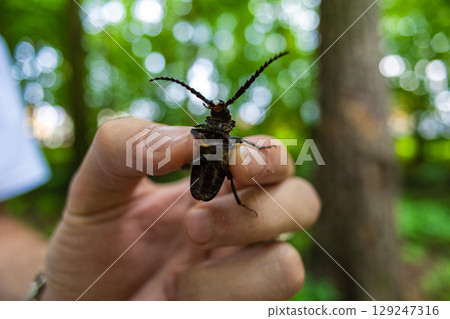 An entomologist holds a longhorn beetle in a forest, showing its intricate antennae and body details against a blurred green background. A close-up of a longhorn beetle in a person's chickens. 129247316