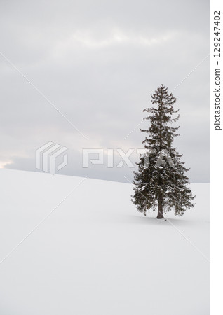 Pine tree standing in a snowy field 129247402