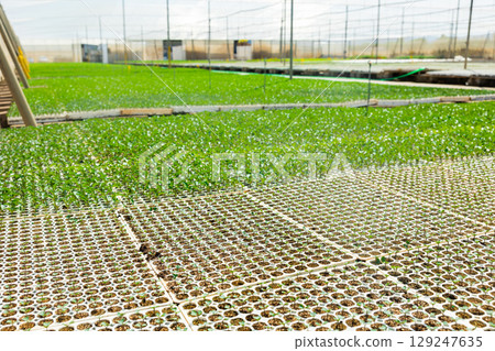 View of agricultural greenhouse for growing sprouts 129247635