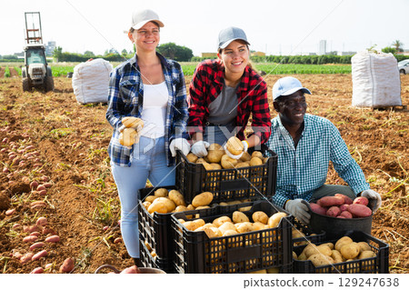 Farmers posing on vegetable plantation near pile of plastic boxes with freshly picked potatoes. Concept of successful agrarian business and rich potato harvest Farmers posing on vegetable plantation near pile of plastic boxes with freshly picked potatoes. Concept of successful agrarian business and rich potato harvest 129247638