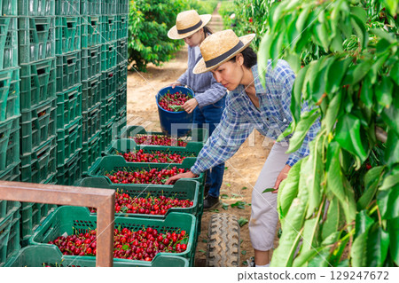 Two women are pouring cherry into the boxes Two women are pouring cherry into the boxes 129247672