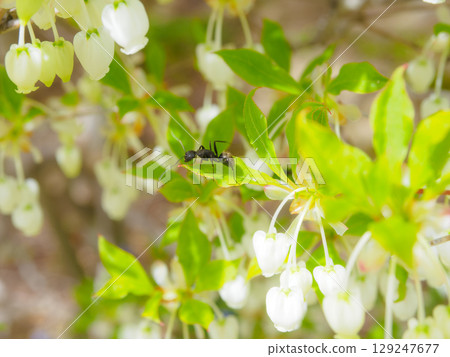 吊鐘花和螞蟻 129247677