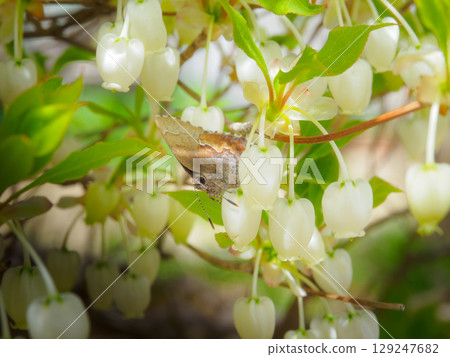 Close-up of Enkianthus campanulatus and butterflies Close-up of Enkianthus campanulatus and butterflies 129247682