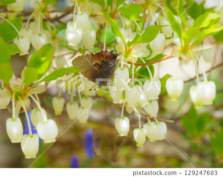 Butterflies gathering on Enkianthus campanulatus Butterflies gathering on Enkianthus campanulatus 129247683