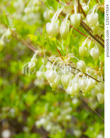 以垂直構圖拍攝吊鐘花 129247684