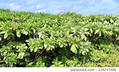Kusatobera, a plant growing wild in Okinawa Kusatobera, a plant growing wild in Okinawa 129247906