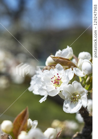 20th Century Pear Blossoms Blooming at Shikkokan 20th Century Pear Blossoms Blooming at Shikkokan 129247988