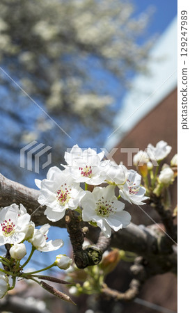 20th Century Pear Blossoms Blooming at Shikkokan 20th Century Pear Blossoms Blooming at Shikkokan 129247989