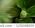 Flowers of Omoto 129248050