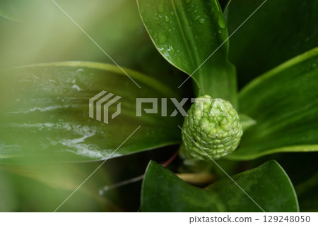 Omoto的花 Omoto的花 129248050