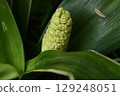 Flowers of Omoto 129248051