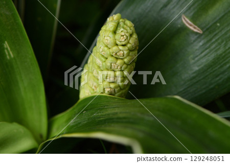 Flowers of Omoto Flowers of Omoto 129248051