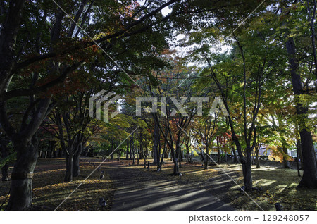 Autumn leaves trees Autumn leaves trees 129248057