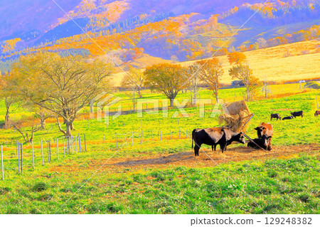 Late autumn leaves and Japanese Black cattle grazing on a pasture 129248382
