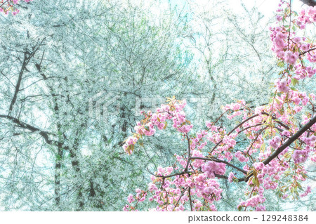 Blossoms spring light garden background. Branch of beautiful blossoming sakura tree in dreaming springtime park at soft mist morning Blossoms spring light garden background. Branch of beautiful blossoming sakura tree in dreaming springtime park at soft mist morning 129248384