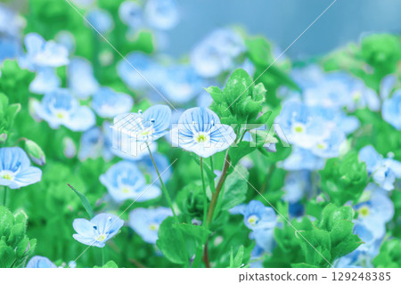 Veronica peduncularis Georgia blue flowers growing in spring sulight meadow, selective focus 129248385