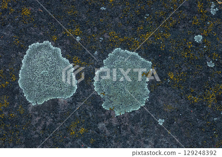 Grey and orange lichen on stone close up. Rock surface with colorful lichens Grey and orange lichen on stone close up. Rock surface with colorful lichens 129248392
