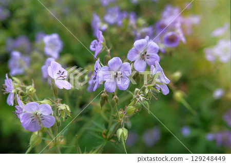 Flax flowers of blue color. Eco friendly farming. Cottage garden in morning. Sunny day in meadow. Flax flowers of blue color. Eco friendly farming. Cottage garden in morning. Sunny day in meadow. 129248449