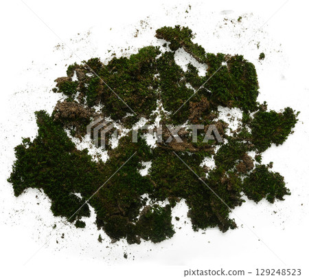 Green moss isolated on white background Green moss isolated on white background 129248523