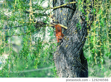 Eurasian red squirrel on willow tree and eating nuts. Sciurus vulgaris sits in spring park Eurasian red squirrel on willow tree and eating nuts. Sciurus vulgaris sits in spring park 129248566