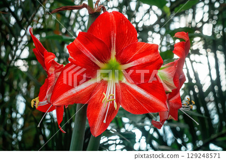 Amaryllis big red flowers grow in botanical garden. Large Hippeastrum or Jersey Lily blooming Amaryllis big red flowers grow in botanical garden. Large Hippeastrum or Jersey Lily blooming 129248571